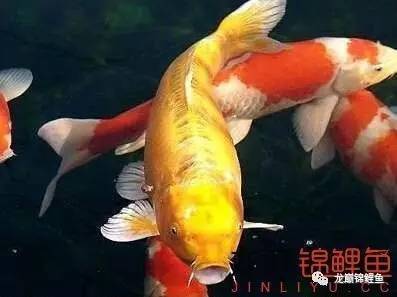 生肖所专属的风水锦鲤 乌鲁木齐水族批发市场 乌鲁木齐龙鱼第10张 生肖所专属的风水锦鲤 乌鲁木齐水族批发市场 乌鲁木齐龙鱼第10张